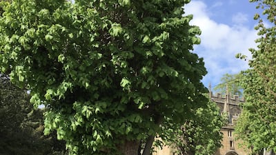 The 12 Apostles' Lime, Chipping Camden, Gloucestershire.