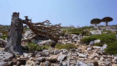 The broken trunk of a Dragon’s Blood Tree at Homhil in the northeast of the Yemeni island of Socotra attests to storms that batter the Indian Ocean archipelago. AFP