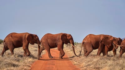 Elephants cross a road at Tsavo-East National Park, Voi town in Taita-Taveta County, Kenya, on Aug. 7, 2025. (AP Photo / Brian Inganga)