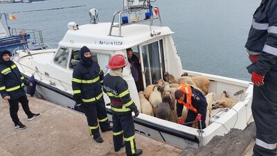 Rescued sheep pulled from the water around a capsized livestock transport vessel, on board of a border police boat in the "Midia" Black Sea harbour near Constanta on November 24, 2019. AFP/IGSU Romania