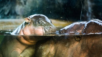 A two-days-old male Pygmy hippopotamus swims with its mother Chiao Chiu inside an enclosure in Taipei Zoo, Taipei, Taiwan. EPA