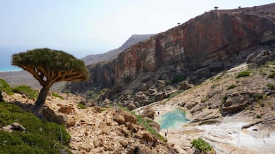 A Dragon’s Blood Tree grows on a hillside at Homhil in the northeast of the Yemeni island of Socotra, a species found only on the Indian Ocean archipelago. AFP