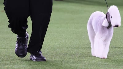 A Bedlington terrier competes. Getty Images