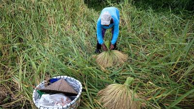 A farmer ties paddy stalks to be dried under the sunlight during Indonesia's harvest season. Agung Parameswara / Getty Images