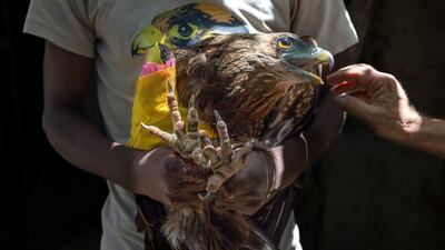 A bateleur eagle that underwent surgery to repair a broken wing recovers from a mild sedative