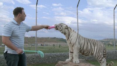 Big cat trainer, Rob Punton who wants to set up a project here to train captive animals. This is likely to be controversial as many people think there should be minimum contact with humans, quite apart from the safety issues. He says training improves big cat health and welfare and can assist programmes to return specimens to the wild by teaching them to hunt. (Handout photos-courtesy Rob Punton) FOR COLIN SIMPSON STORY.