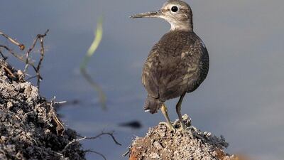 A common sandpiper searches for food on the Diyawanna Oya wetland in the suburb of Colombo, Sri Lanka. EPA