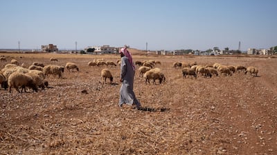 Syrian shepherd Ghiyath Ibn Ja’adan stands with his sheep in Deraa. Ahmad Fallaha / The National