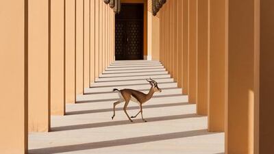 ‘Wild Gazelle Crossing the Colonnade’ by Marcus Rohrer. Courtesy Marcus Rohrer