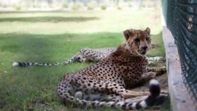 The Wildlife Centre, just outside of Musaffah on the Al Ain truck road, serves as a refuge for endangered species that have been smuggled into the country and domesticated. Lee Hoagland / The National