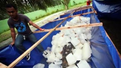 The remains of a 6.4-metre saltwater crocodile are covered with ice at a conservation park at Bunawan, Agusan del Sur, the southern Philippines.