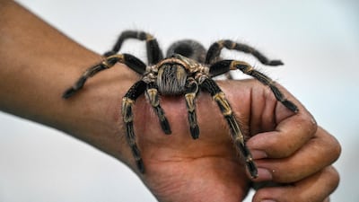 Tarantulas are a delicacy in Cambodia. AFP