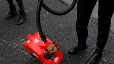Dave, a Miniature Pinscher, is dressed as a vacuum cleaner at the Tompkins Square Halloween Dog Parade in Manhattan, New York City. Reuters