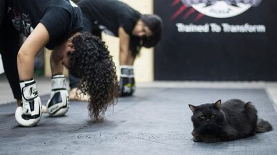 A cat seemingly relaxed while women doing their stretching exercise during a class in Mixed Martial Arts (MMA) in Giza, south-west of Cairo. Some of the women attending the class joined because of personal experiences they made and to defend themselves against potential harassment. In December 1999 the United Nations made November 25 as the International Day for the Elimination of Violence Against Women. EPA
