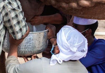 Only farmers or owners of the camels are allowed in the milking area. Victor Besa / The National