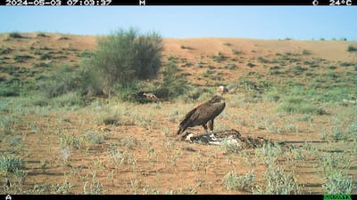 A lappet-faced vulture feeds on a carcass at the reserve. Photo: DDCR