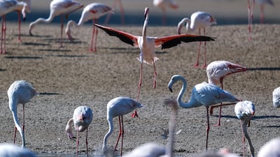Flamingos at the Al Wathba Wetland Reserve in Abu Dhabi. Victor Besa / The National