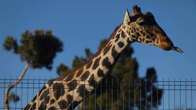 Benito the giraffe, pictured at the Central Park of Ciudad Juarez, Mexico, will be moved to a more spacious park after a campaign to save him from his small enclosure. AFP