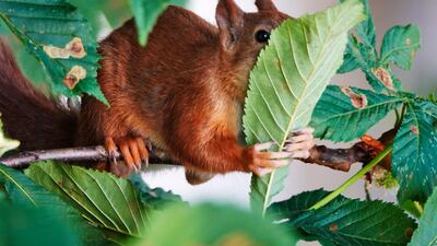 A squirrel holds tight on a leaf as it spends time looking for something to eat in a tree in Frankfurt, Germany. EPA