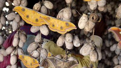 India is the world’s second largest producer of all types of silk, including tasar, after China, and is its largest consumer.