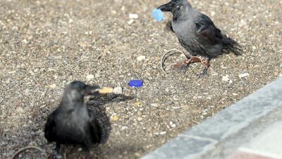 Al Ain, United Arab Emirates - Reporter: Sophia Vahanvaty: Crows and parrots have been trained to collect rubbish from the desert. Monday, February 3rd, 2020. Al Hiyar Park, Al Ain. Chris Whiteoak / The National
