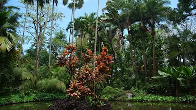 The Lily Lake at Hawaii Tropical Botanical Garden in Hawaii. Courtesy Hawaii Tropical Botanical Garden