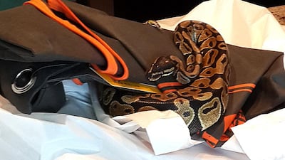 A 16-month-old royal python was found curled up in one of two beds the Bradford couple picked up from a shop in Al Barsha for their pets. Courtesy Steve Bradford