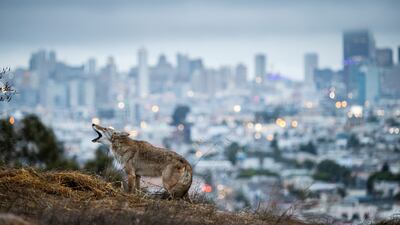 Corey Arnold, United States, Winner, Professional competition, Wildlife & Nature