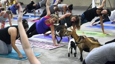Yogi Liz McKenney, in blue, watches goats walk around the yoga floor at the Denver County Fair. Helen H Richardson / The Denver Post via Getty Images