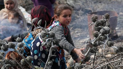 An internally displaced Syrian girl collects firewood for cooking, in Azaz, Syria. REUTERS