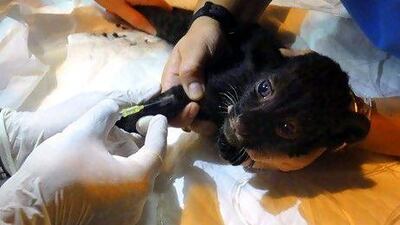 A panther cub receives an injection from a Thai veterinarian after being seized from an animal trafficker. EPA