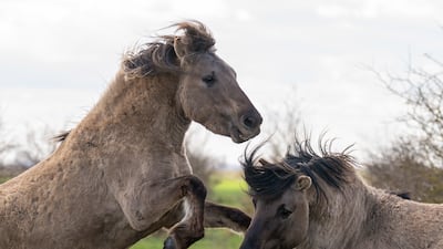 Konik ponies were pictured sparring at a reserve in Cambridgeshire on Monday. The species helps to maintain 'one of Europe's most important wetlands'. PA