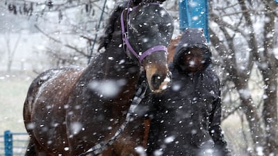 A man leads a horse through the snow in Delta Park, Johannesburg. AFP