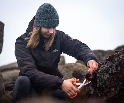 Seaweed harvesting. Photo: SeaGrown