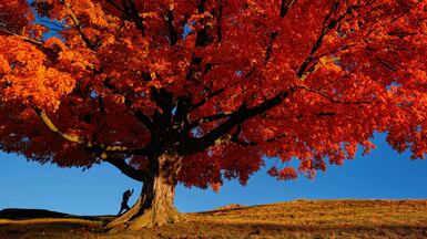 A person walks past a maple tree displaying fall colours in Kansas City, Missouri. AP
