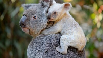 The rare white baby koala born at the Australia Zoo in Queensland clings to her mother. Australia Zoo / AFP