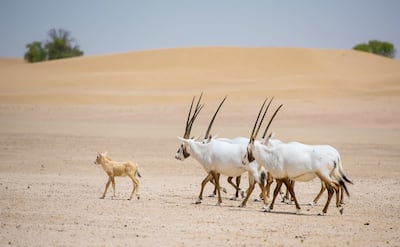 Arabian Oryx - both adults and a juvenile - in the UAE. Photo: Environment Agency - Abu Dhabi