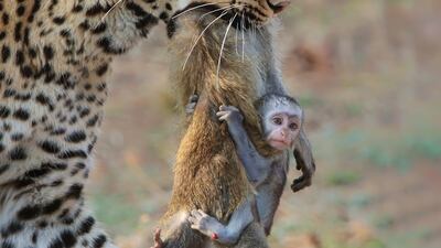 Guest Judge Ami Vitale’s Choice, Shafeeq Mulla, Zambia. A leopard carries the carcass of a vervet monkey, with its baby still hanging on, in Zambia.