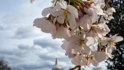Cherry blossoms are seen in Lower Senate Park on Capitol Hill in Washington. AFP