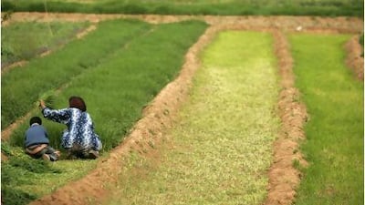 Arable land in North Africa could help to feed the Gulf.