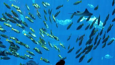 9. FISH: The life aquatic ... a guest listens to Mike Tyson speak at Ossiano restaurant at Atlantis, The Palm in Dubai in May 2017. Pawan Singh / The National