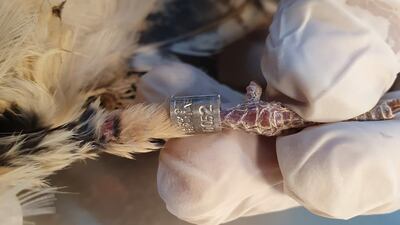 Experts at Fujairah Environment Authority fix a bracelet around the European Nightjar's foot before it was released. All photos by Fujairah Environment Authority
