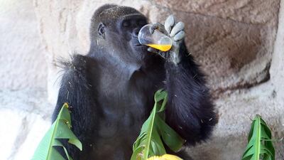 Lady sips an orange juice on her 40th birthday at Al Ain Zoo in March last year. Pawan Singh / The National