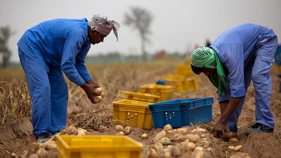Potato farmers face a major challenge in marketing their products as supermarkets generally rely on cheaper and, at times, substandard potatoes imported from abroad, a senior official at Elite Argo Company, a large commercial vegetable grower farm in Al A???