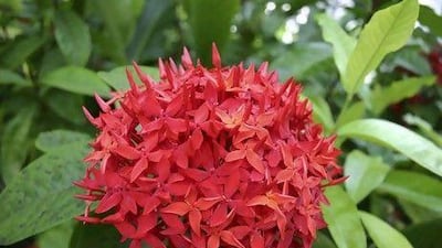 The Jungle Flame grows well in tropical climates. iStockphoto.com