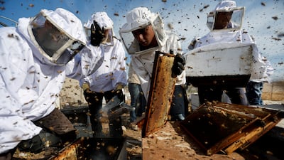 Palestinian beekeepers remove bees at a farm in the central Gaza Strip. Reuters