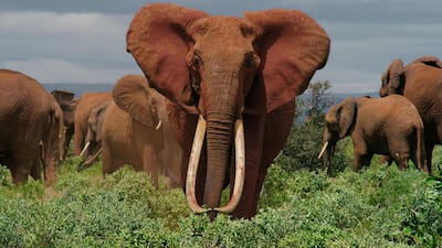 Athena the elephant is the main character in Apple TV+'s 'The Elephant Queen'. Courtesy Apple TV+