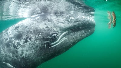'Touching Trust' by Thomas P Peschak, from Germany/South Africa. Highly Commended in the Wildlife Photojournalism category. This shot, which was Highly Commended, shows a curious young grey whale approaching a pair of hands reaching down from a tourist boat. In San Ignacio Lagoon, on the coast of Mexico’s Baja California, baby grey whales and their mothers actively seek contact with people for a head scratch or back rub. Courtesy Thomas P Peschak / Wildlife Photographer of the Year