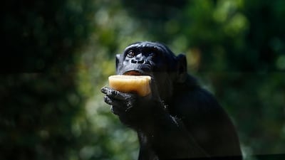 A chimpanzee eats a block of iced fruit at Rome's Bioparco zoo. AP
