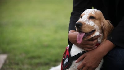 Dubai Foundation for Women and Children has started a programme that will use animal therapy to help victims of abuse and violence. Photo: Lee Hoagland / The National